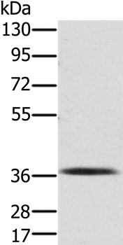 PDLIM2 Antibody