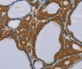 PEF1 Antibody