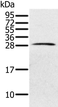 PILRB Antibody