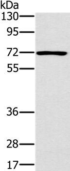 PLS3 Antibody