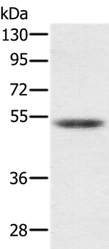 PMPCB Antibody