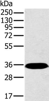 PPP2CA Antibody