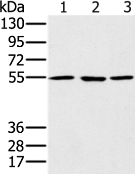 PSMC1 Antibody