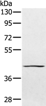 PTPN7 Antibody