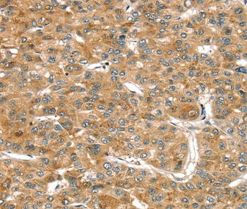 RASSF9 Antibody