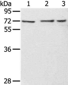 RBBP5 Antibody