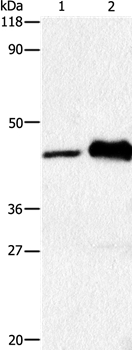 HTR1A Antibody