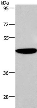 ABI1 Antibody