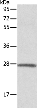 ADM Antibody