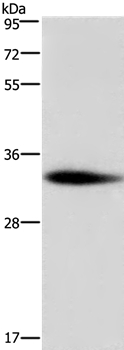 ADO Antibody