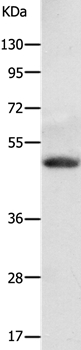 ADRA2A Antibody