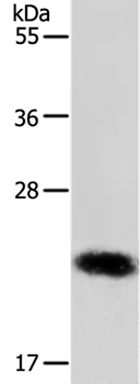 RAB22A Antibody