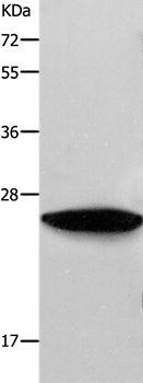 RAB38 Antibody