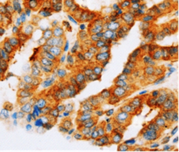 AP1G1 Antibody