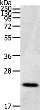 CDC42/RHO/RAC Antibody