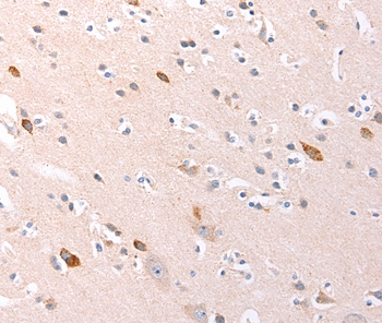 RALA Antibody