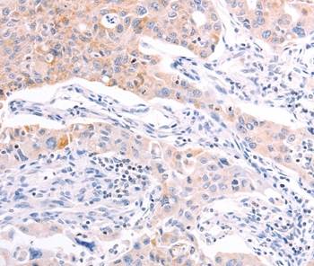 RALA Antibody