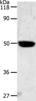 LOX Antibody