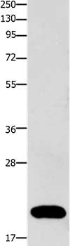 FABP3 Antibody