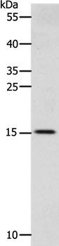 CST3 Antibody