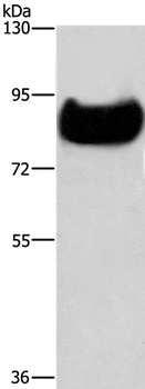 TF Antibody