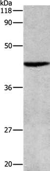 APG4B Antibody