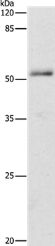 ADRA1B Antibody