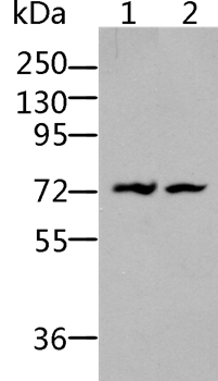 BDKRB2 Antibody