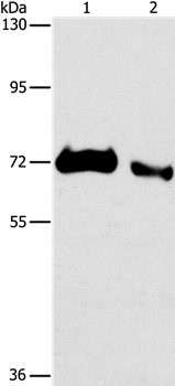 ICOSLG Antibody