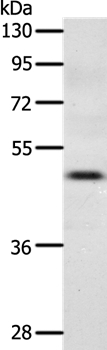 CCR3 Antibody