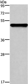 KRT14 Antibody