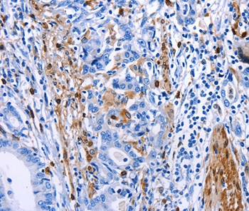 PTGS1 Antibody