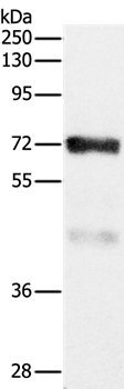 CPT2 Antibody