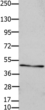 GJC2 Antibody