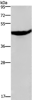 CXCR2 Antibody