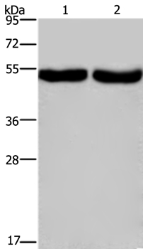 CXCR1 Antibody