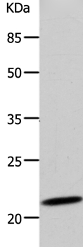 DUT Antibody