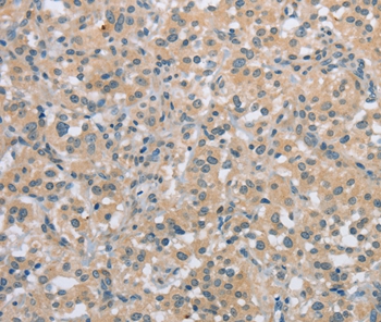 C2orf40 Antibody