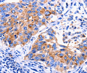 EDAR Antibody