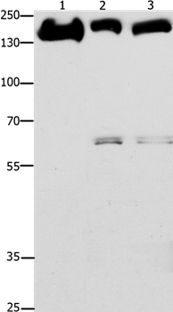 EGFR Antibody