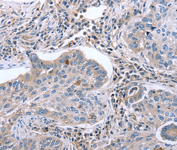 EGR4 Antibody