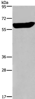 EGR4 Antibody