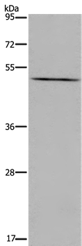 PTGER4 Antibody