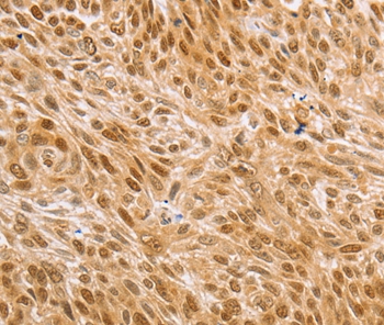 MAPK1/MAPK3 Antibody