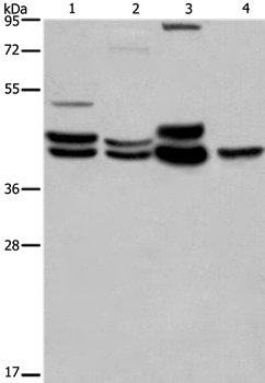 MAPK1/MAPK3 Antibody