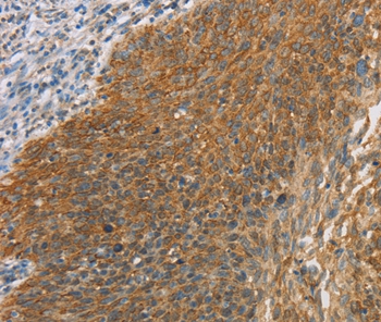 MAPK6 Antibody