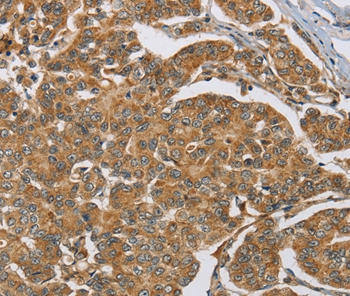 MAPK6 Antibody