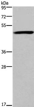 FOXD1  Antibody