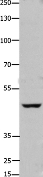 FOXD3 Antibody