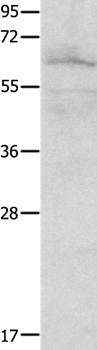 FOXJ2 Antibody